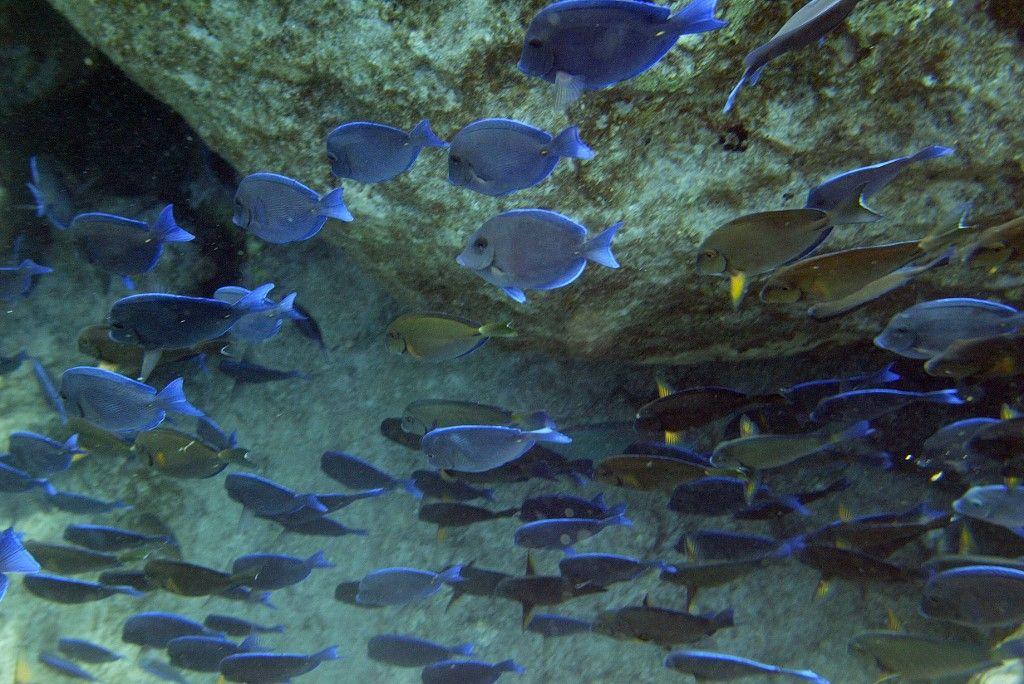 poissons AFP