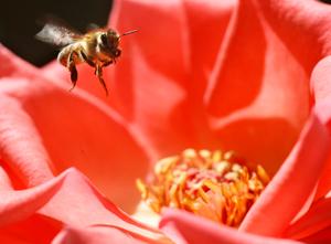 Abeilles sur une fleur. (Image d'illustration)