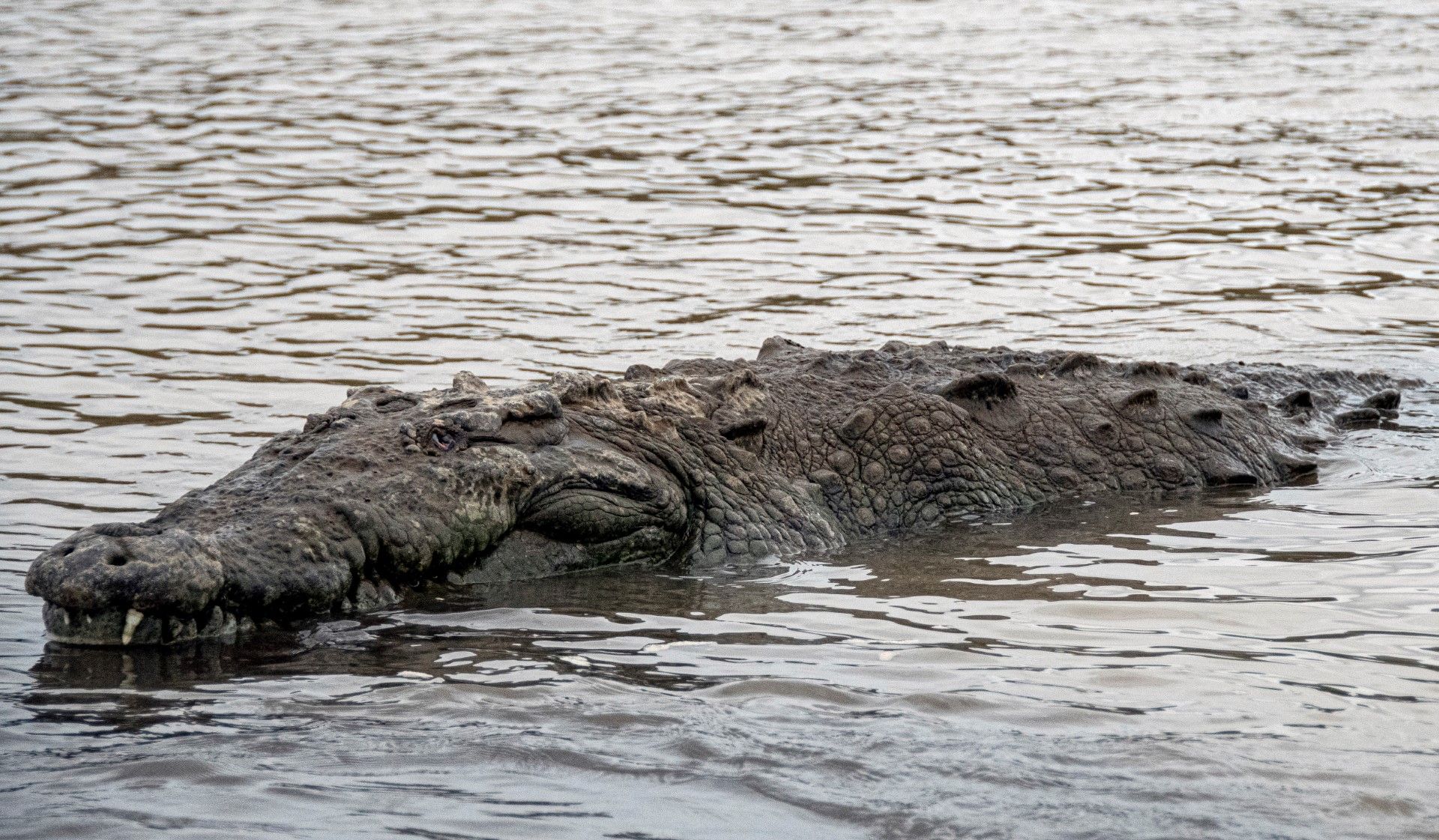 Ce fossile de reptile découvert au Brésil fait le lien entre les dinosaures et des crocodiles