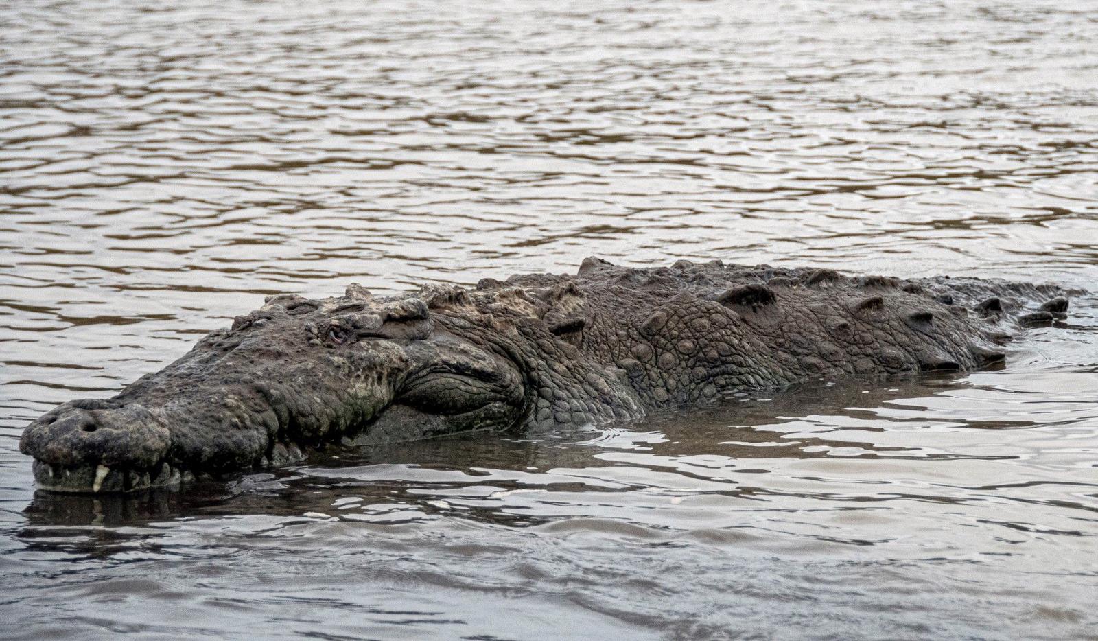 Crocodile