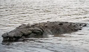 Crocodile
