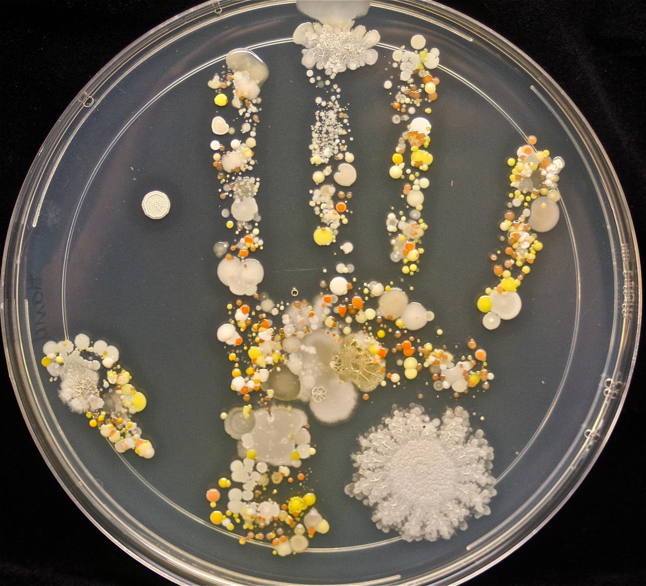 Microbes. (Image d'illustration)