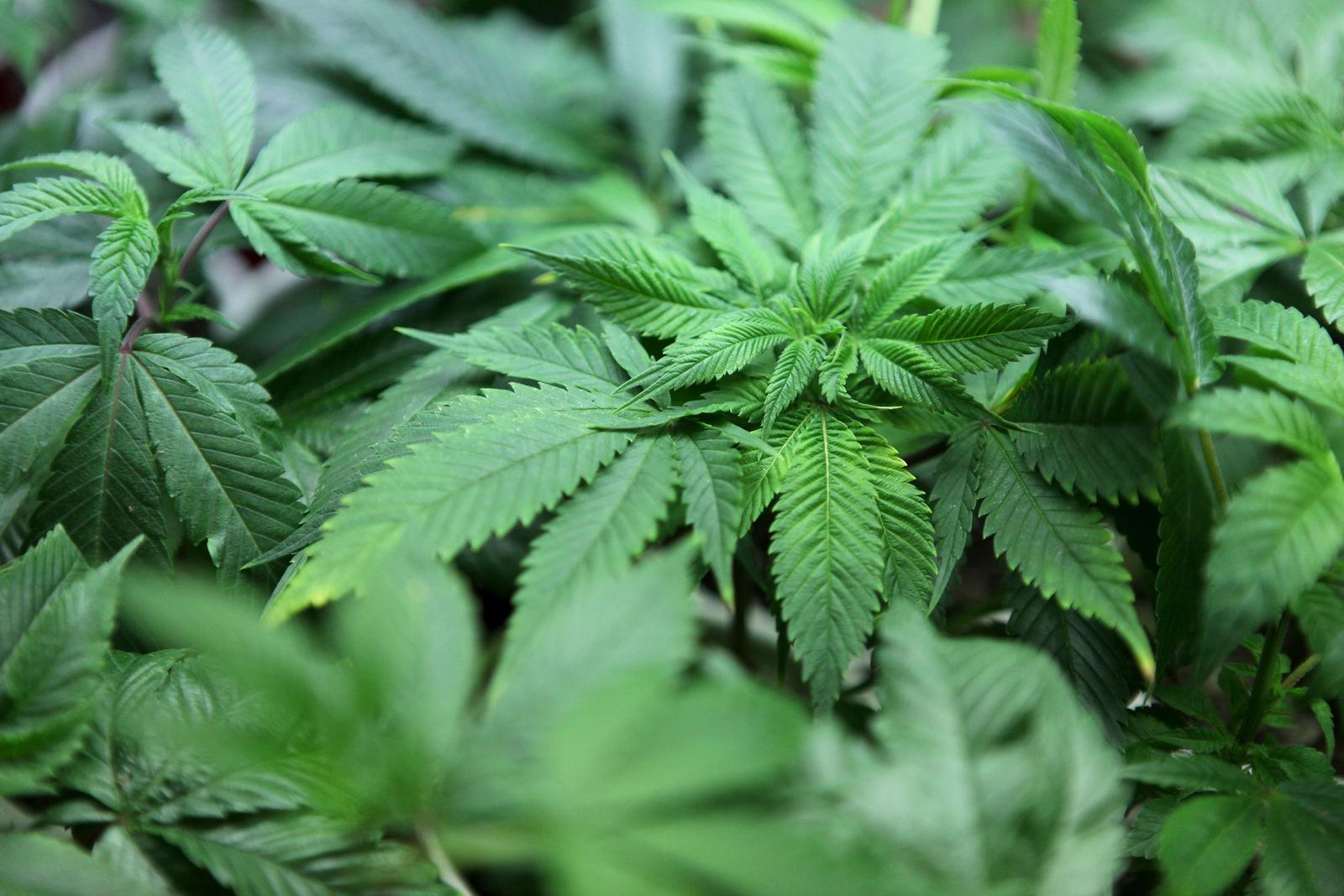 Marijuana. (Image d'illustration)