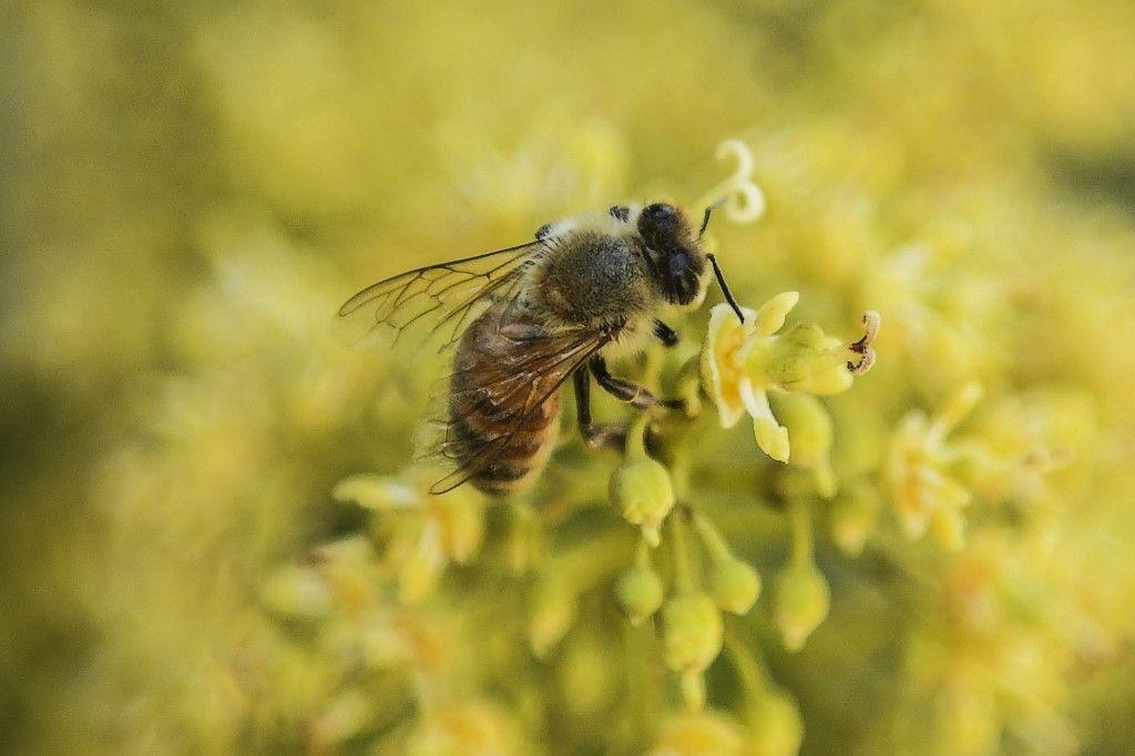abeille AFP