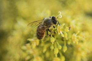 abeille AFP