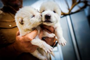 Cette image non datée et non localisée, diffusée avec l'autorisation de Colossal Biosciences, montre Romulus et Remus, les bébés « loups terribles », alors âgés de 15 jours.