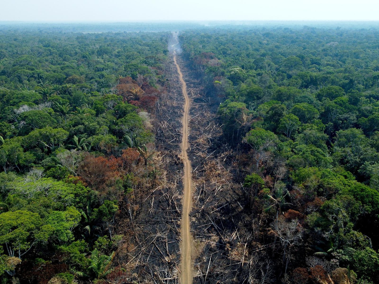 Brésil forêts AFP