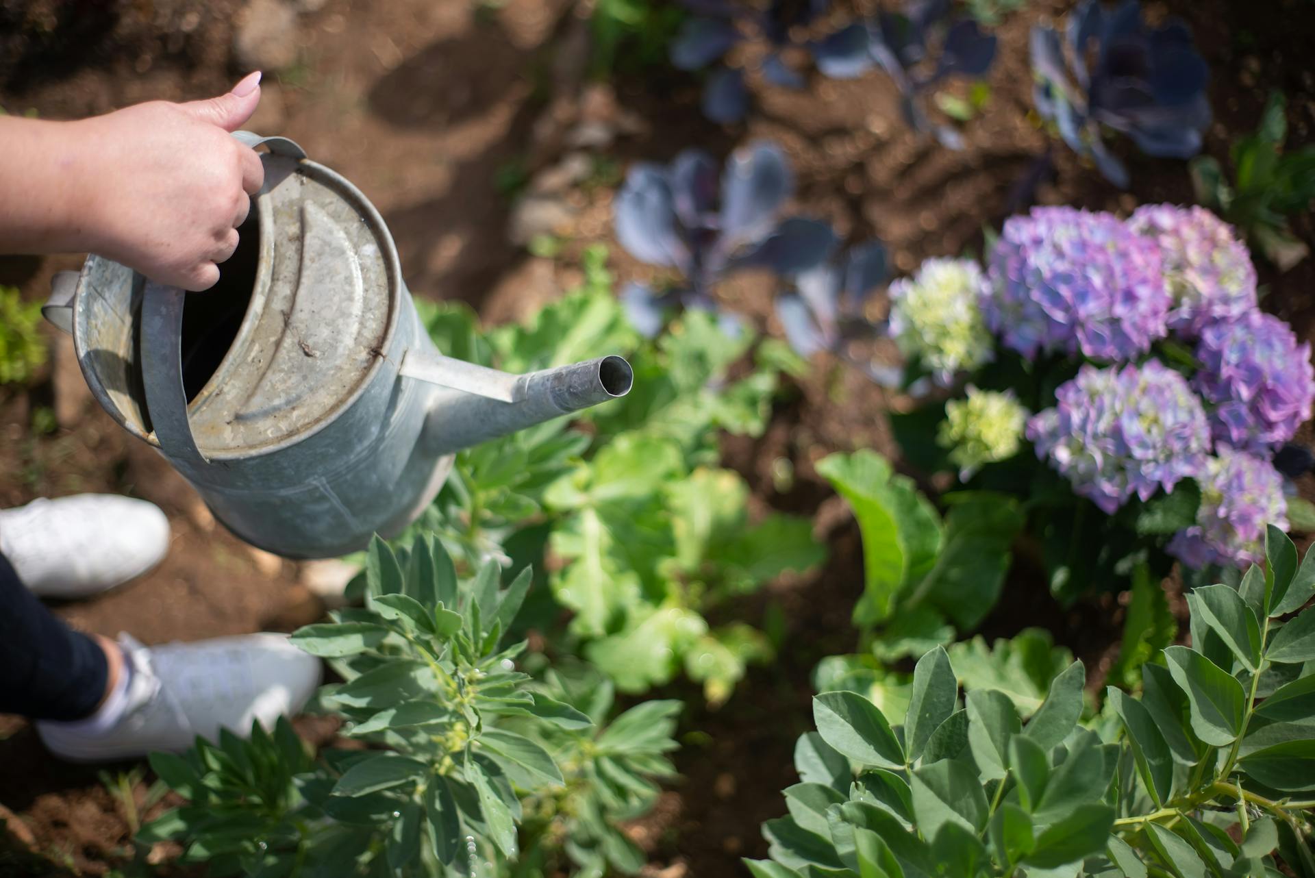 Sécheresse : quelles plantes sauver ou pas dans votre jardin quand des restrictions d'arrosage s'appliquent dans votre région ?