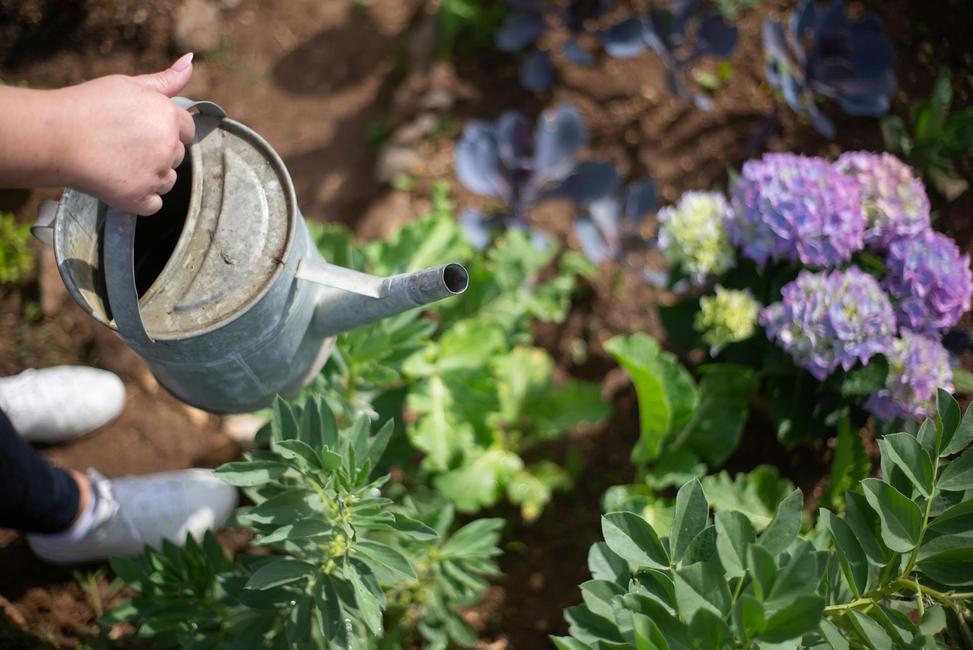 Toute plante ligneuse installée au cours des 12 à 18 derniers mois doit être votre priorité absolue.