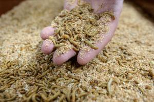 Un échantillon de larves d'insectes sur le site de production de scarabées en poudre