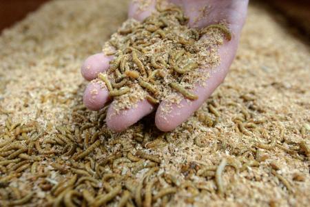 Un échantillon de larves d'insectes sur le site de production de scarabées en poudre