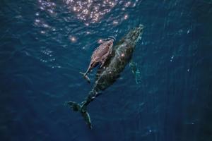 baleine AFP