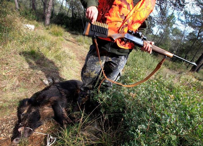 Chasseur de sanglier