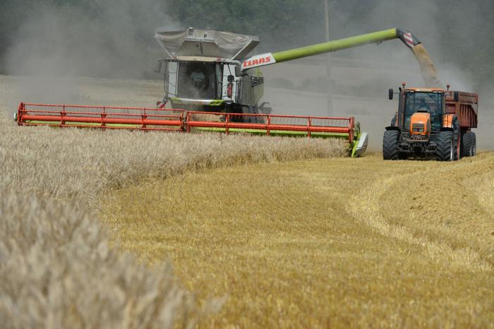 blé récolte - AFP