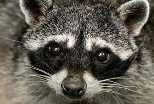 Un raton laveur (Procyon lotor) est photographié au parc zoologique et jardin botanique national Simón Bolívar, à San José, au Costa Rica, le 22 avril 2024. (Image d'illustration)
