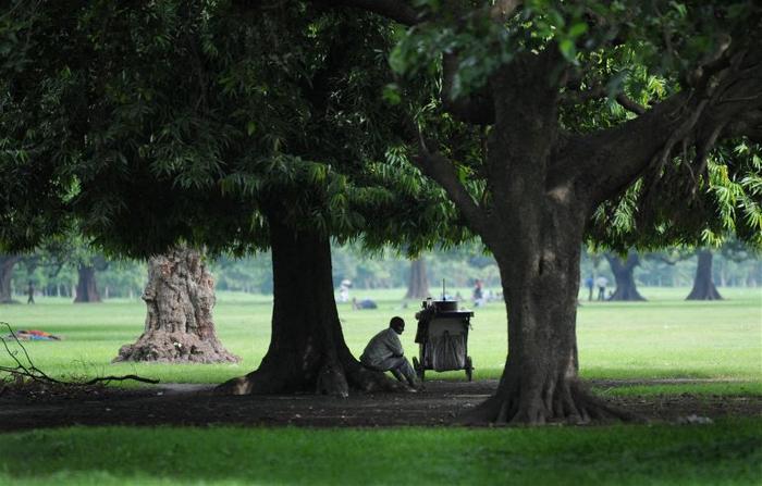 Un vendeur d'eau en Inde fait une pause à l'ombre d'un arbre sur le Maidan, immense pelouse considérée comme le poumon vert de Calcutta. 