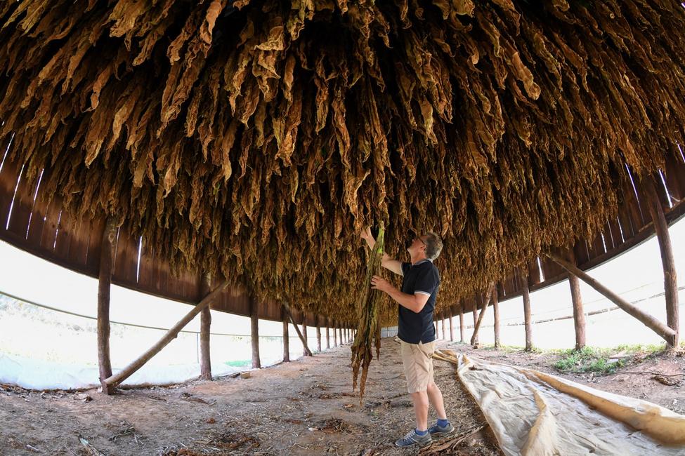 Un producteur de tabac français vérifie sa production à Mazeyrolles, dans le sud-ouest de la France, le 20 septembre 2019.