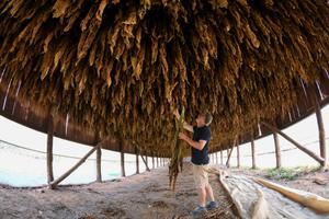 Un producteur de tabac français vérifie sa production à Mazeyrolles, dans le sud-ouest de la France, le 20 septembre 2019.