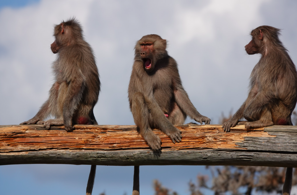 Pourquoi les singes gèrent mieux les conflits que nous