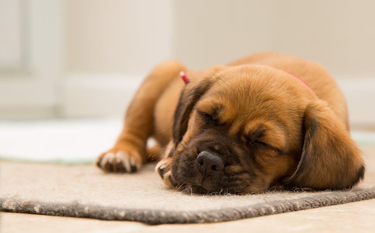 Les chiens domestiques ont des habitudes de sommeil diurnes en grande partie (éveillés pendant la journée, endormis la nuit), s'alignant sur le mode de vie de leurs propriétaires.
