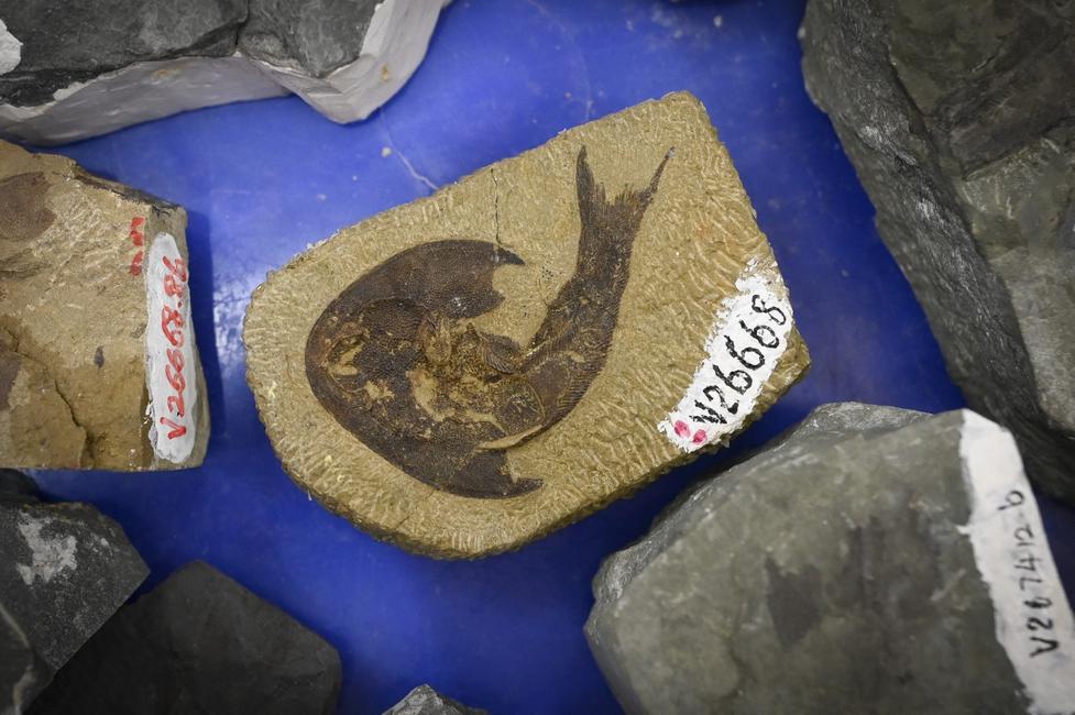 Des fossiles de poissons sont présentés lors d’une conférence de presse à Pékin, le 28 septembre 2022.