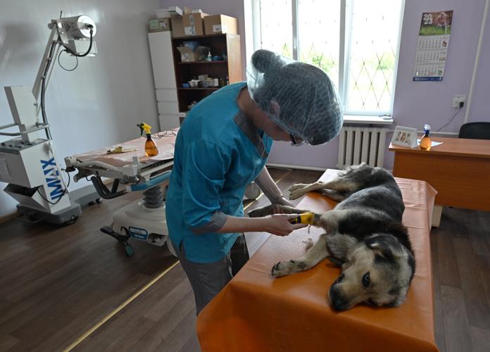 Une assistante vétérinaire prépare un chien pour une intervention chirurgicale au centre municipal de soins aux animaux de Kramatorsk, dans la région de Donetsk, le 24 juin 2023.
