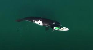 baleine visite