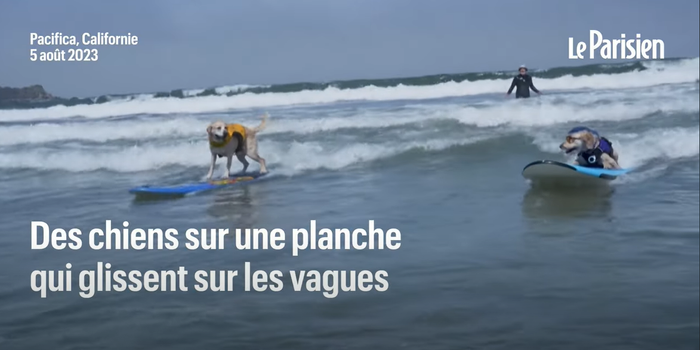 surf chien