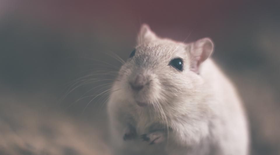 Chimère : pourquoi une souris a été dotée de neurones humains