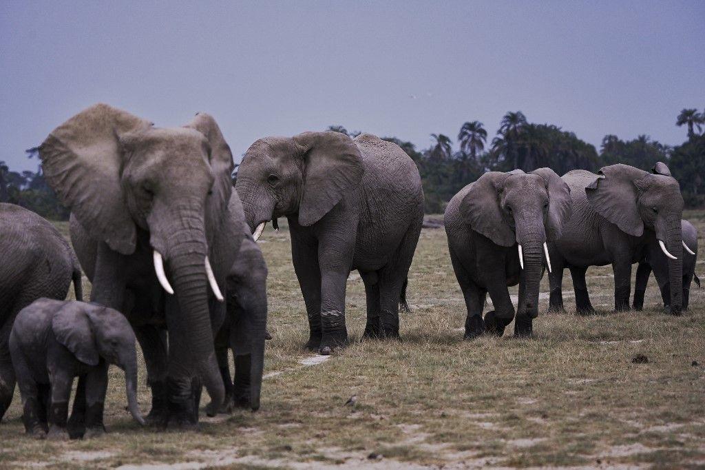 éléphants Afrique AFP