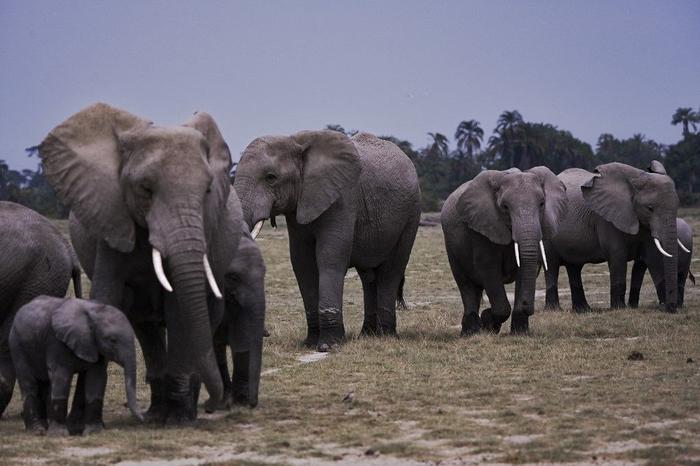 éléphants Afrique AFP