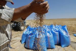 Un agriculteur présente sa récolte de blé dans un champ de la région de Zaer, au nord-ouest du Maroc, le 9 juin 2026.