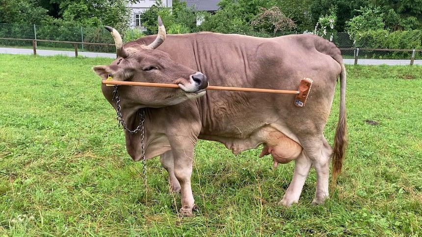 Veronika la vache qui balaye les idées reçues