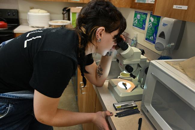 Une étudiante en mycologie, utilise un microscope pour examiner la morphologie d'un minuscule champignon découvert lors d'une étude sur la biodiversité à Port Angeles, dans l'État de Washington.