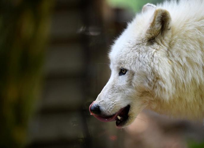 Un loup arctique, ici photographié au parc zoologique d'Amneville (image d'illustration)