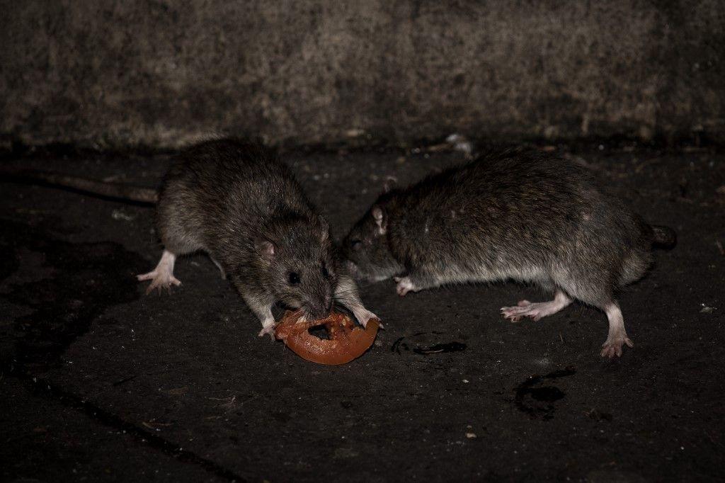 Des rats dans les rues de Paris.