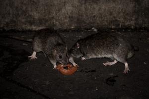 Des rats dans les rues de Paris.