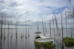 Arbres morts - AFP