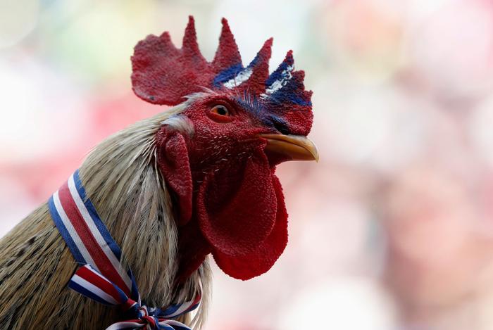 Coq Français. (Image d'illustration)