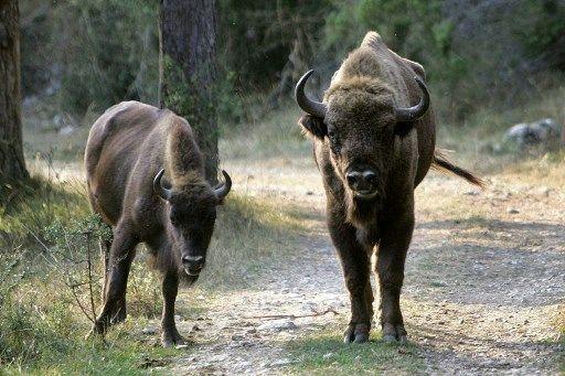 Deux bisons d'Europe.