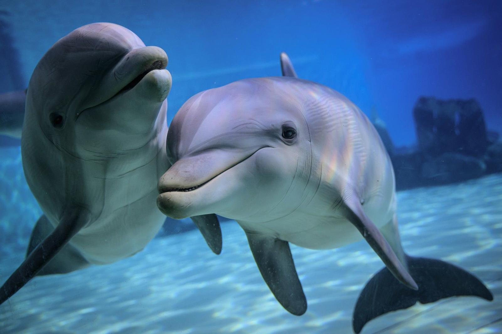 dauphins AFP