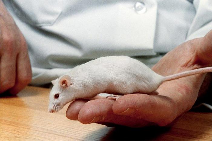 Une souris de laboratoire.