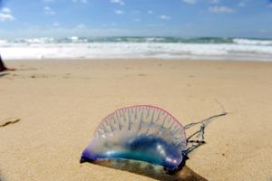 Une physalie sur la plage du Porge (Nouvelle-Aquitaine), le 9 août 2011