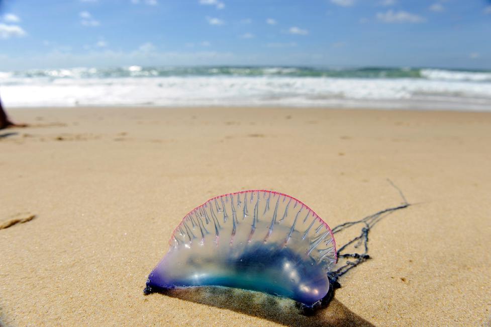 Une physalie sur la plage du Porge (Nouvelle-Aquitaine), le 9 août 2011
