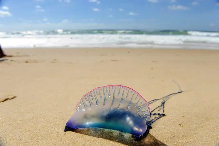 Une physalie sur la plage du Porge (Nouvelle-Aquitaine), le 9 août 2011