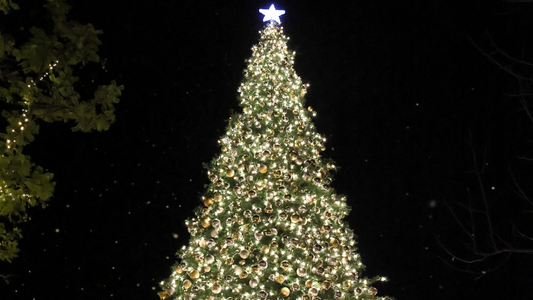 Arbre de Noël. (Image d'illustration)