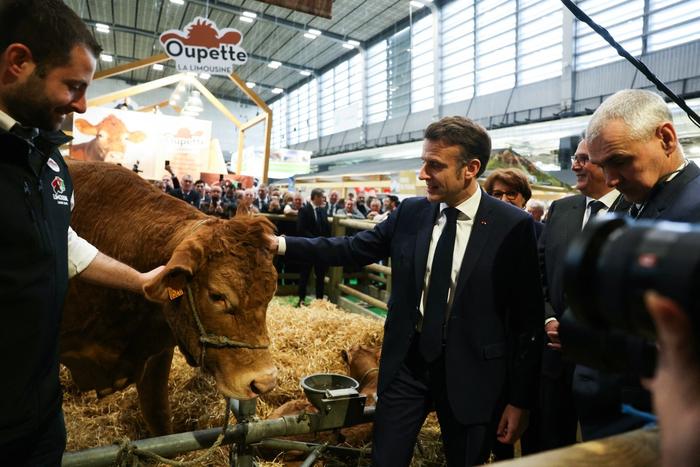 Emmanuel Macron caresse la vache Oupette, égérie du salon de l'agriculture 2025, aux côtés de l'agriculteur français Alexandre Humeau lors de la journée d'ouverture et d'inauguration du 61e Salon international de l'agriculture au parc des expositions de la Porte de Versailles à Paris, le 22 février 2025.
