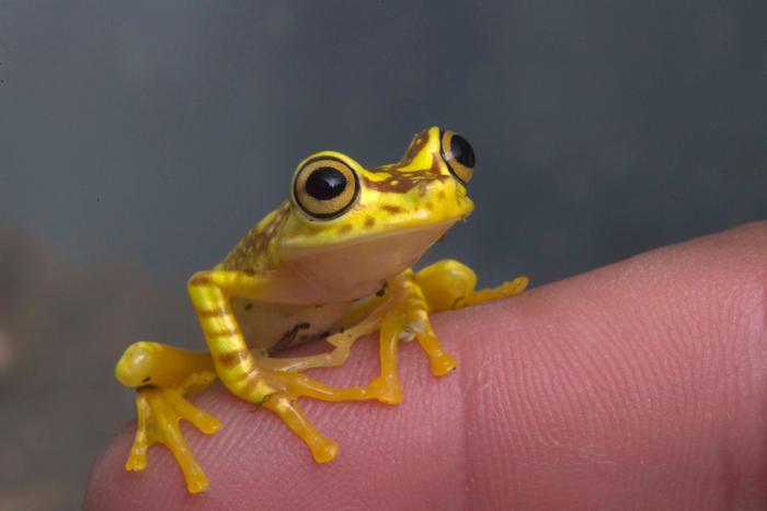 Photo d'une grenouille. (Image d'illustration)