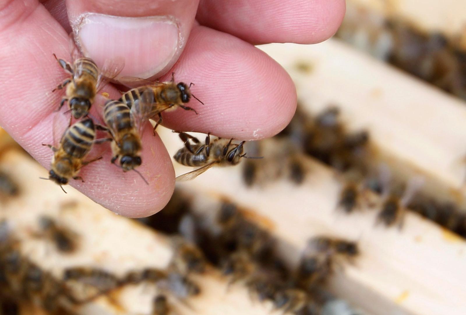 Des abeilles