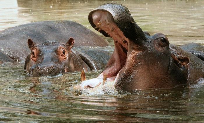 hippopotames AFP